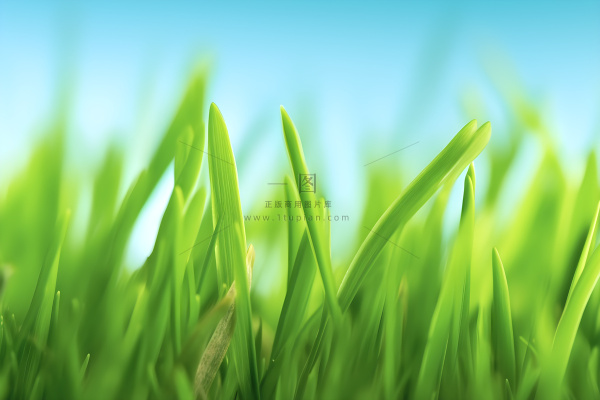 小草嫩叶嫩芽绿色海报素材背景 小草嫩叶嫩芽绿色海报素材背景