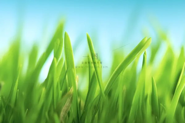 小草嫩叶嫩芽绿色海报素材背景 小草嫩叶嫩芽绿色海报素材背景