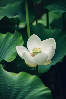 白莲花绿色意境简约节气海报背景 白莲花绿色意境简约节气海报背景