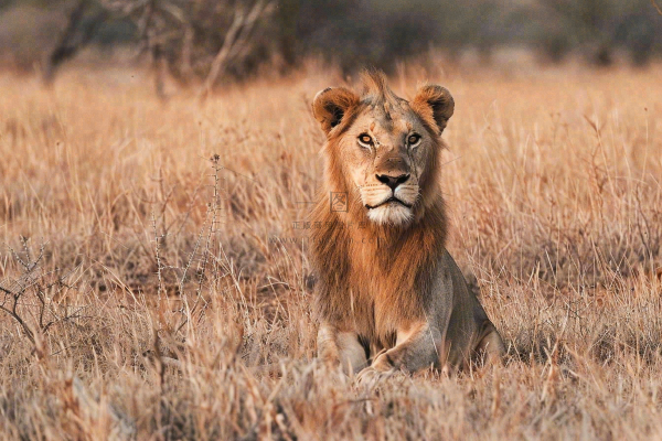 狮子雄狮动物非洲大草原保护动物摄影图