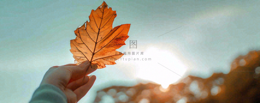 秋天手拿秋叶落日光照，温馨特写，立秋秋分摄影图