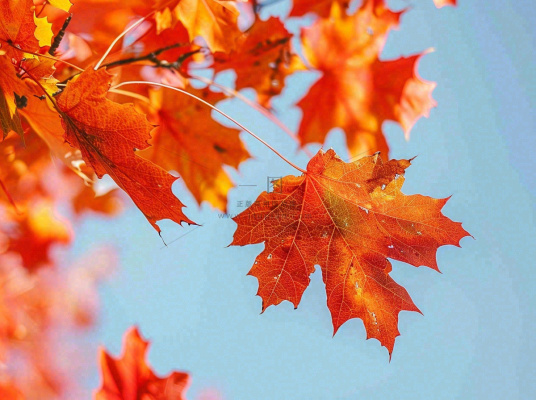 金秋红枫叶梧桐叶蓝天背景立秋秋分处暑摄影图 金秋红枫叶梧桐叶蓝天背景立秋秋分处暑摄影图