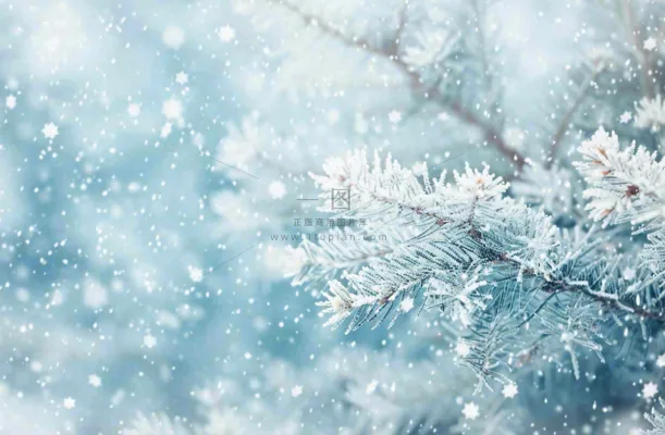 冬天松树上挂满了白雪雾凇立冬霜降冬至大雪摄影图