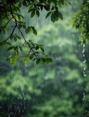 下雨天的公园大树下雨滴雨水谷雨梅雨季摄影图