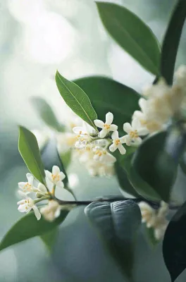 树枝上的小白花花朵植物摄影图 树枝上的小白花花朵植物摄影图