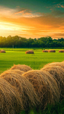 春天落日温馨稻草水稻农田种植，小满芒种摄影图