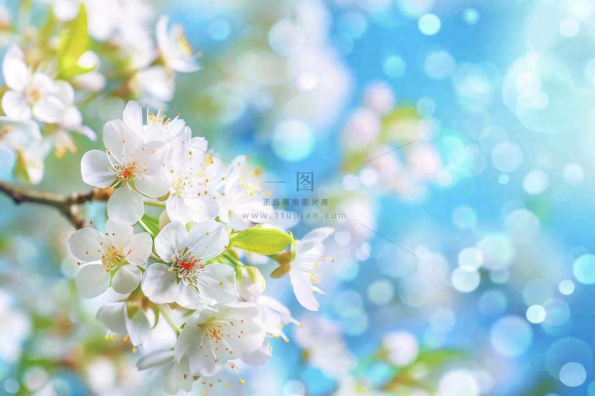 白花梨花花朵春意蓝天背景春分立春惊蛰摄影图