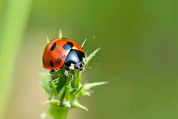 瓢虫春天绿叶上的七星瓢虫昆虫摄影图