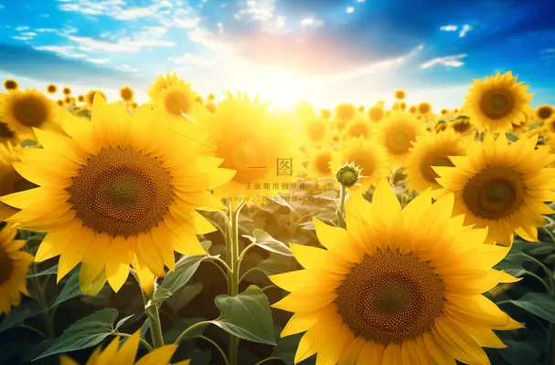 向日葵花海摄影图