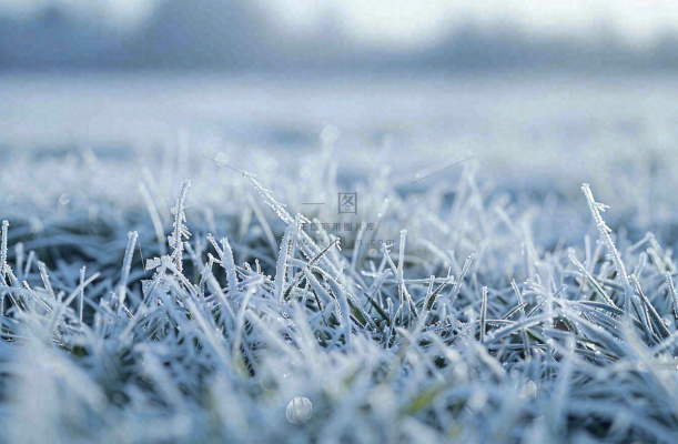 草地上绿叶雾凇泛白霜降摄影图 草地上绿叶雾凇泛白霜降摄影图