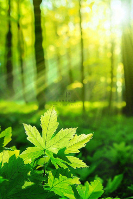 阳光绿叶森林大自然风景绿意春分夏至立夏清新摄影图