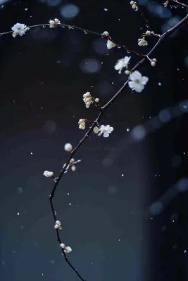 冬天雪花枝叶植物简约意境，冬季小雪大雪冬至摄影图