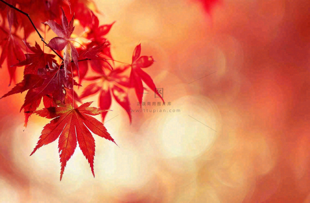 秋天红了的枫叶唯美画面光圈立秋秋分摄影图 秋天红了的枫叶唯美画面光圈立秋秋分摄影图