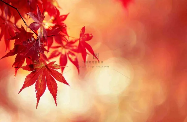 秋天红了的枫叶唯美画面光圈立秋秋分摄影图 秋天红了的枫叶唯美画面光圈立秋秋分摄影图