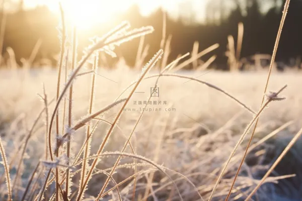 白霜覆盖着草地清晨摄影图