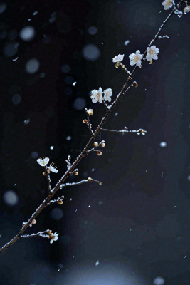 冬天雪花枝叶植物简约意境,冬季小雪大雪冬至摄影图 冬天雪花枝叶植物简约意境,冬季小雪大雪冬至摄影图