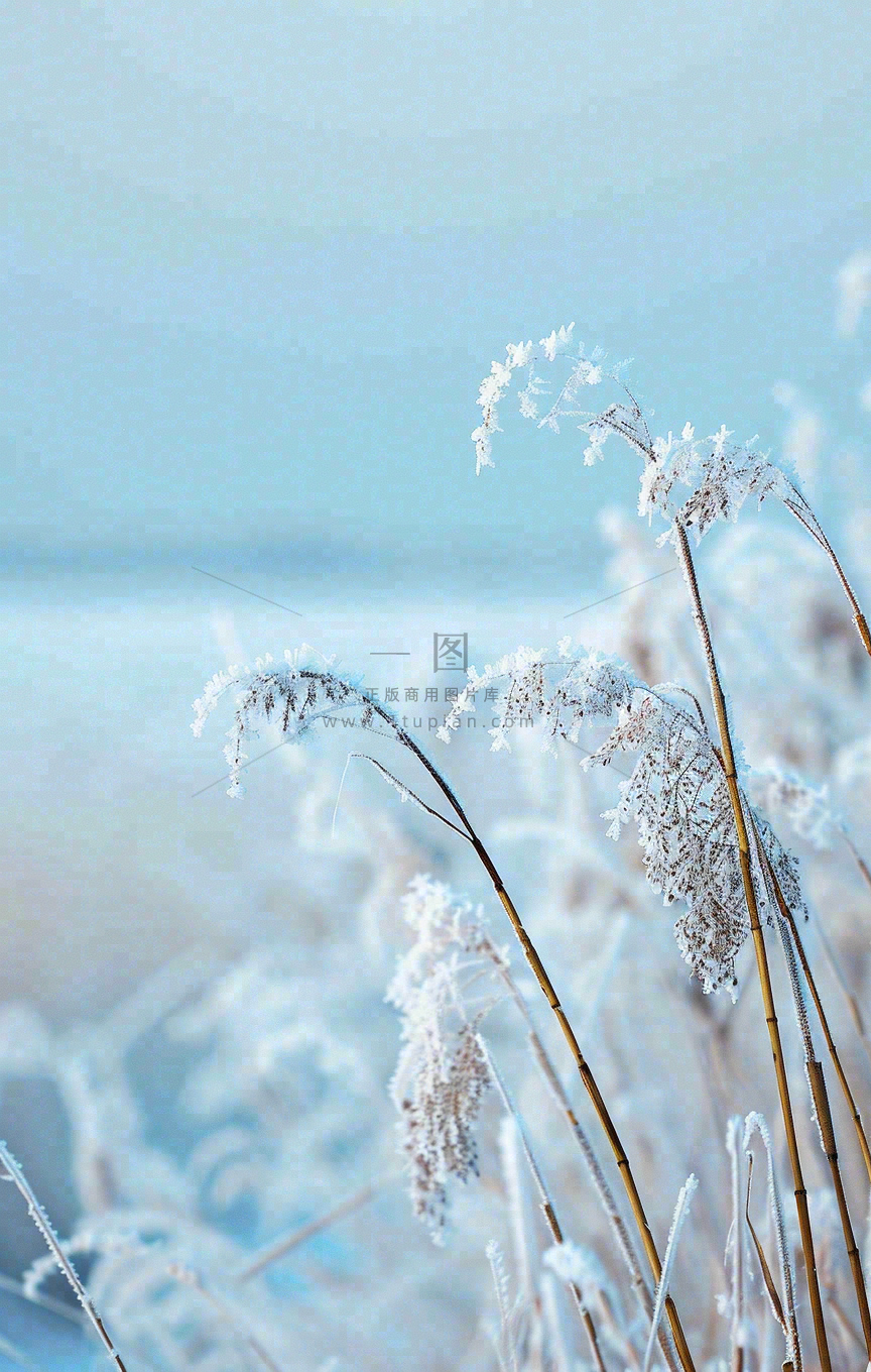 冬天白雪地里的芦苇植物小寒大寒寒露霜降摄影图