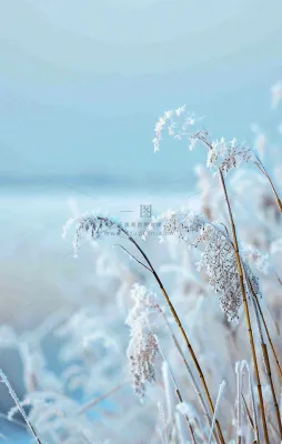 冬天白雪地里的芦苇植物小寒大寒寒露霜降摄影图