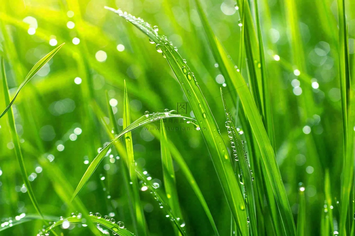 春天绿草丛清晨露珠雨水谷雨摄影图