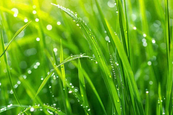 春天绿草丛清晨露珠雨水谷雨摄影图 春天绿草丛清晨露珠雨水谷雨摄影图