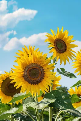 向日葵向阳鲜花摄影图