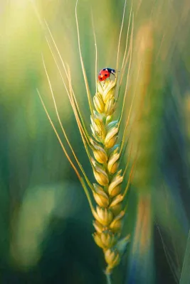 绿色小麦麦穗上的瓢虫昆虫小满芒种摄影图