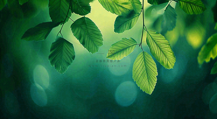 绿色树叶意境模糊光照叶子，春天夏日，春分立夏摄影图