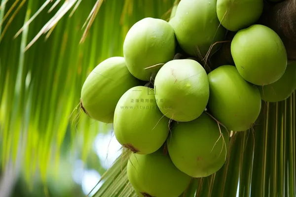 椰子树上挂满了椰子果实摄影图