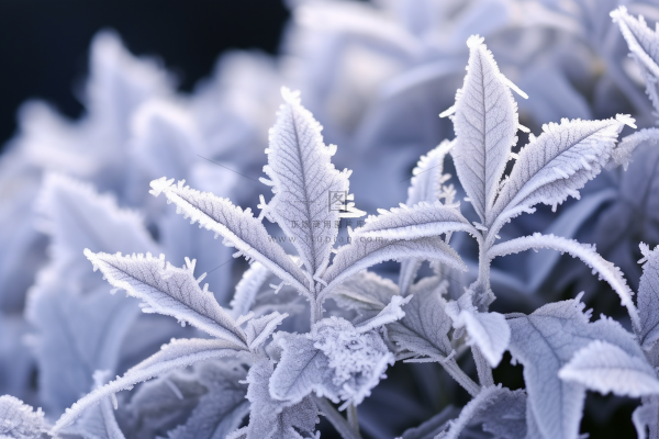 白霜挂满植物枝头冬天雾凇摄影图