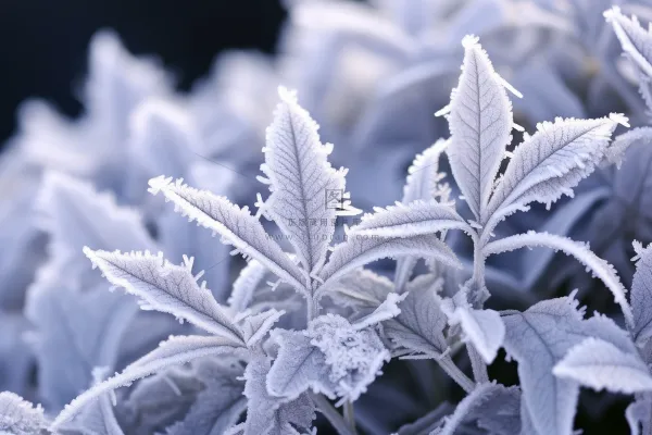 白霜挂满植物枝头冬天雾凇摄影图