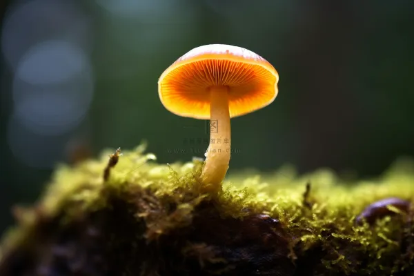 苔藓上生长着一个蘑菇细节特写摄影图 苔藓上生长着一个蘑菇细节特写摄影图