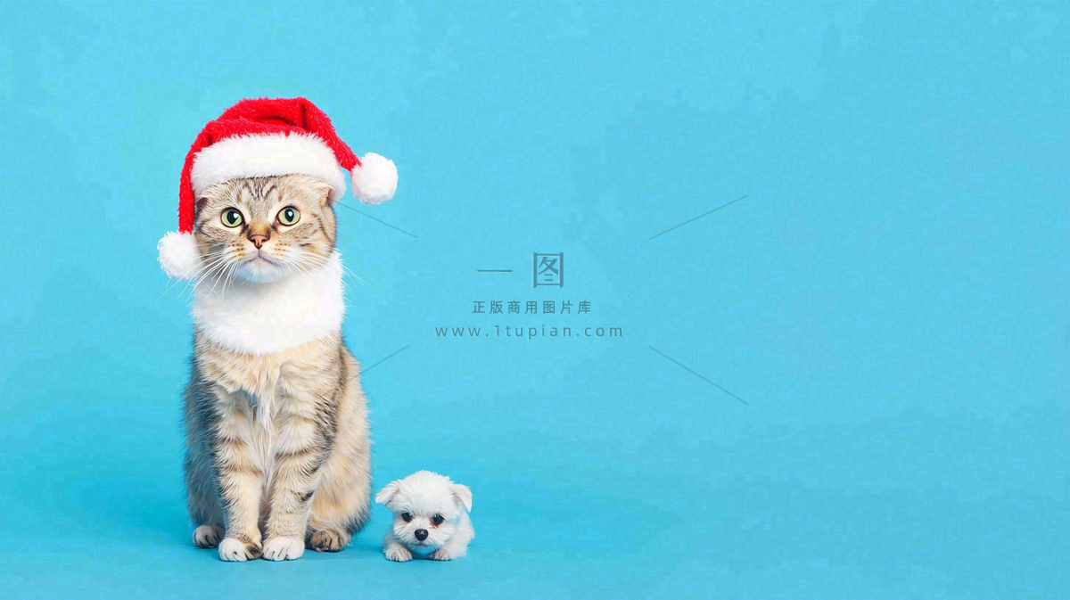 可爱的小猫萌宠宠物动物摄影图