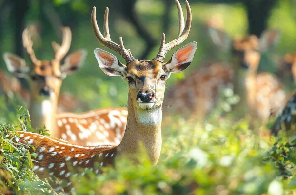 鹿动物山间草原的鹿摄影图 鹿动物山间草原的鹿摄影图
