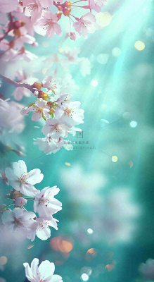 春天枝条上开满花朵，春分摄影图