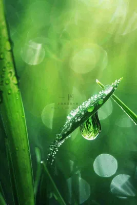 春天绿色叶子是的雨滴露珠雨水谷雨春分摄影图 春天绿色叶子是的雨滴露珠雨水谷雨春分摄影图