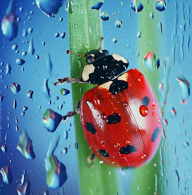 玻璃雨水下的绿叶昆虫七星瓢虫,彩色植物摄影图 玻璃雨水下的绿叶昆虫七星瓢虫,彩色植物摄影图