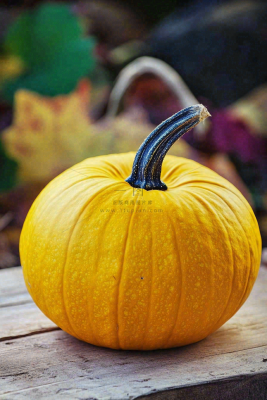 秋季金黄南瓜感恩节摄影图 秋季金黄南瓜感恩节摄影图