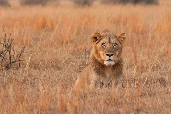 狮子雄狮动物非洲大草原保护动物摄影图