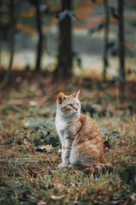 猫咪宠物猫可爱动物摄影图