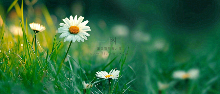 夏至夏天向阳菊花草地立夏小暑摄影图