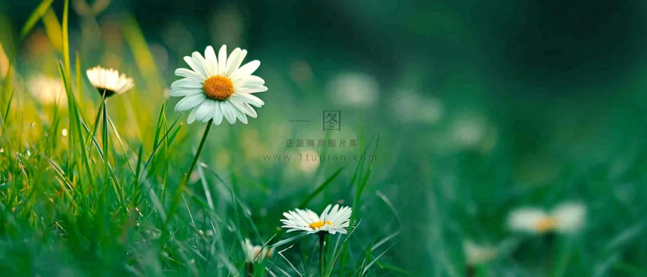 夏至夏天向阳菊花草地立夏小暑摄影图