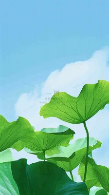 夏日荷叶绿色样式天空蓝天阳光清新白云，夏至小暑大暑处暑摄影图