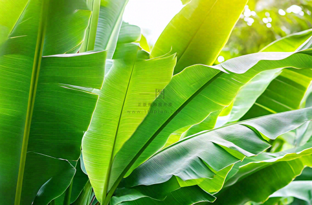 香蕉树芭蕉叶绿色植物摄影图