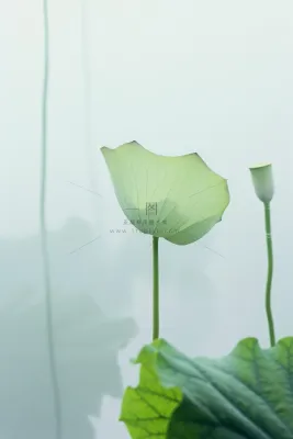 荷叶简约清新淡绿色背景 荷叶简约清新淡绿色背景