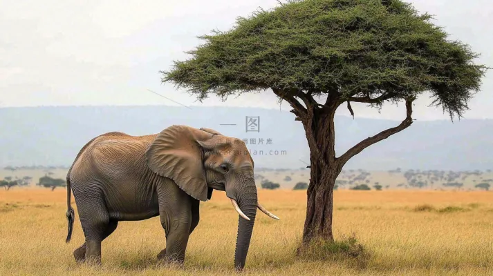 非洲大草原大象象群野生动物保护动物摄影图