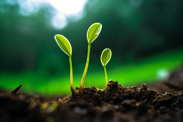 春天嫩芽破土发芽土壤生机立春摄影图