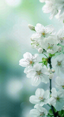 春天白色的樱花花朵和嫩芽开满枝头立春，春分摄影图