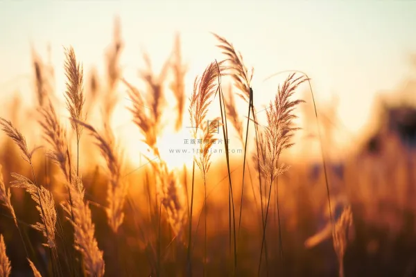 芦苇荡夕阳下美丽芦苇花摄影图