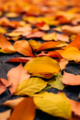 秋天黄色红色的树叶掉落在道路上摄影图