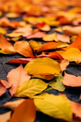 秋天黄色红色的树叶掉落在道路上摄影图